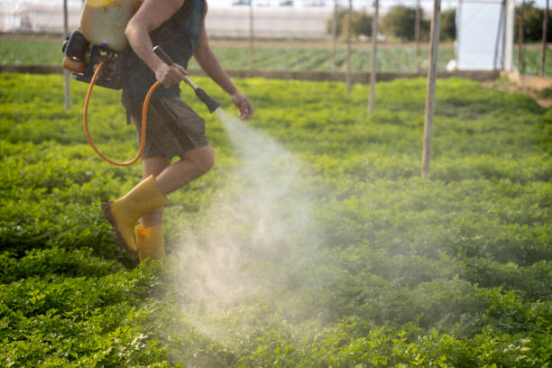 Trusted Beebe, AR Pest Control Experts