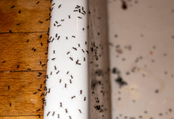 Wasp Removal Services in Beebe, AR
