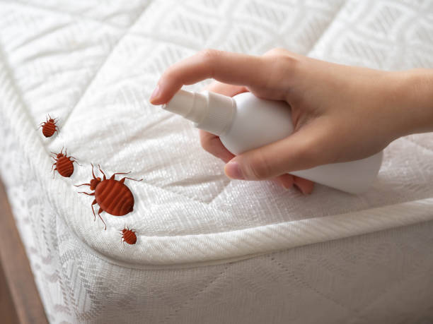 Best Mosquito Control Services  in Beebe, AR