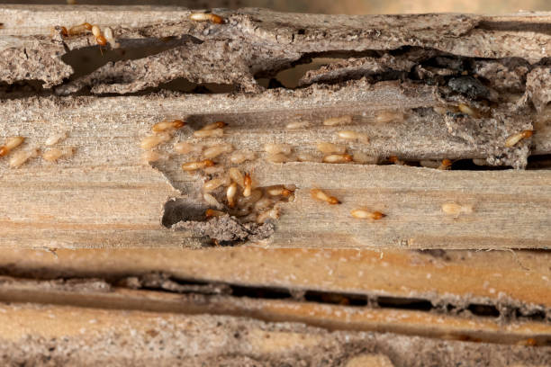 Insect Control in Beebe, AR